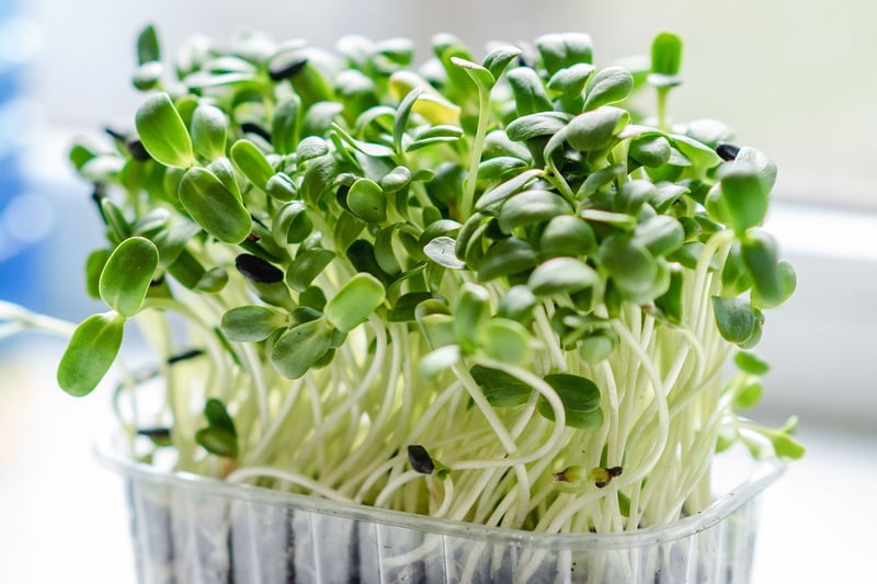 Microgreens Kit