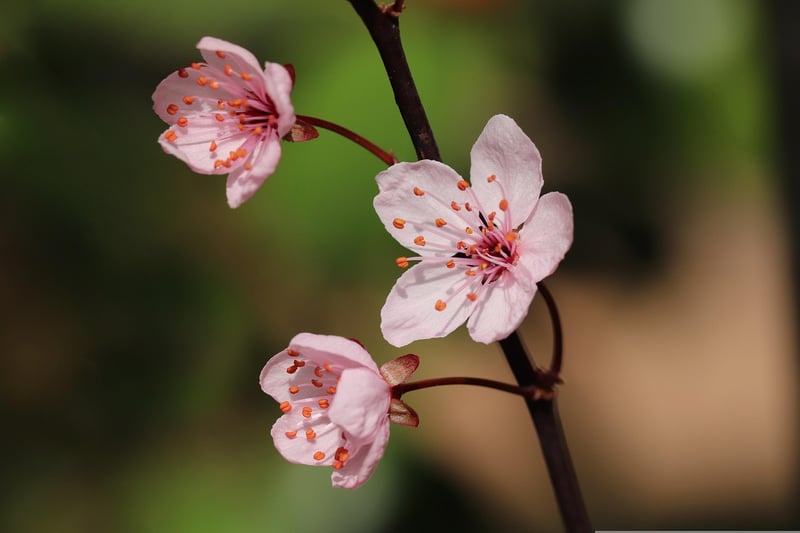 Fruit Tree