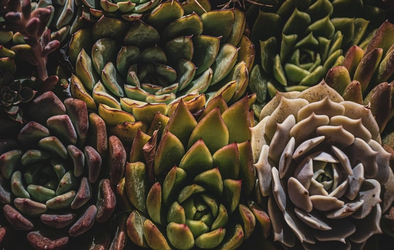Vertical Garden